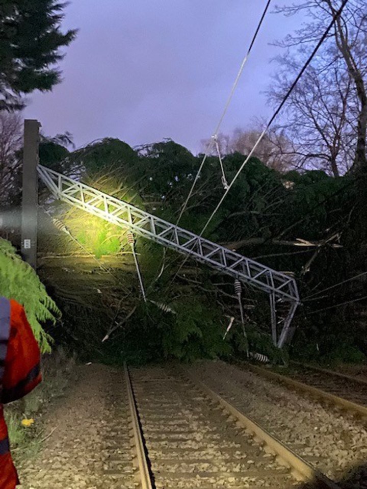 A tree downed power lines in Scotland