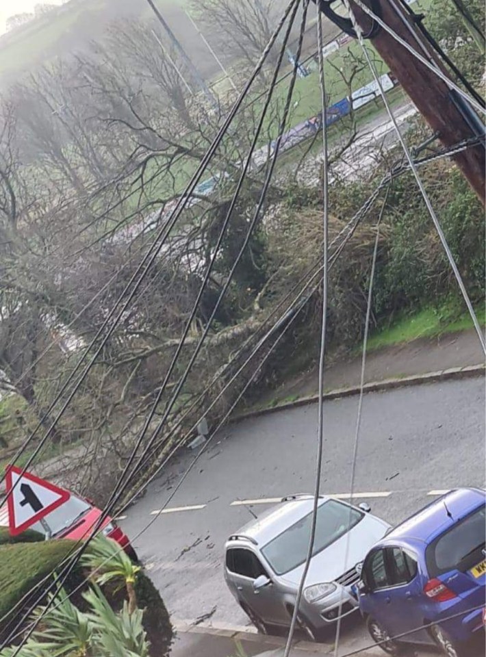 A tree in Wadebridge, Cornwall, caught power lines as it fell