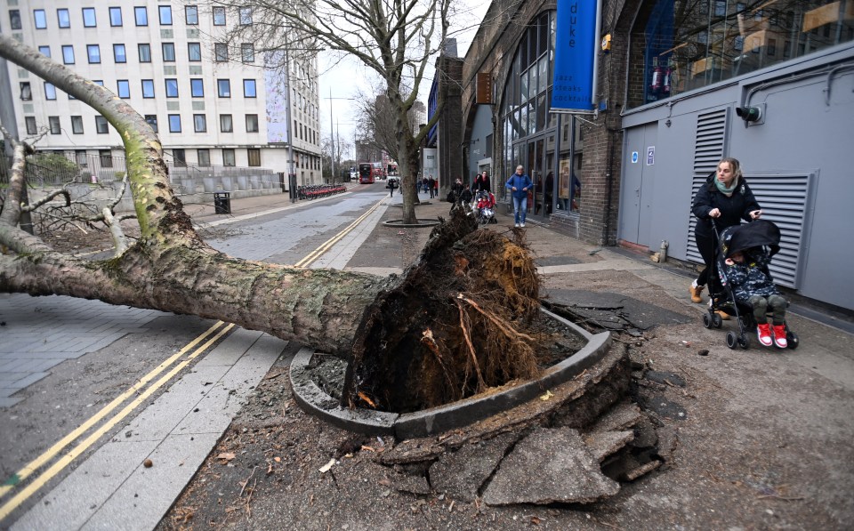 A fallen tree brought down by strong winds during Storm Eunice in London