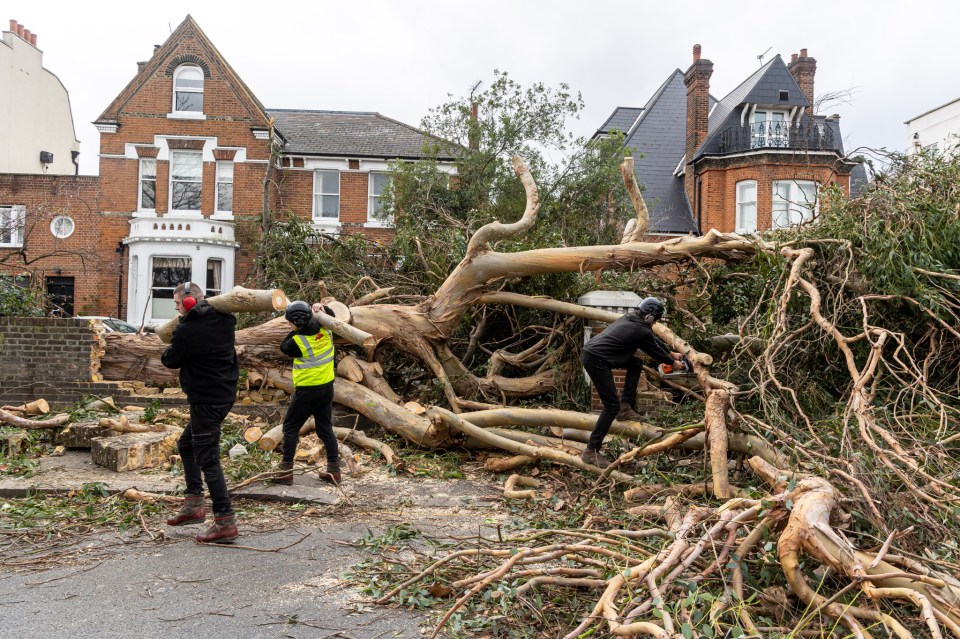 In Battersea, London, a huge tree fell in 75mph winds