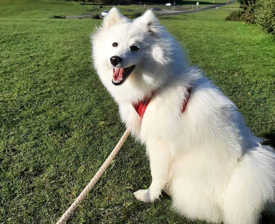 Ten-month-old Japanese spitz Milo now looks unrecognisable after a trip to the dog groomers