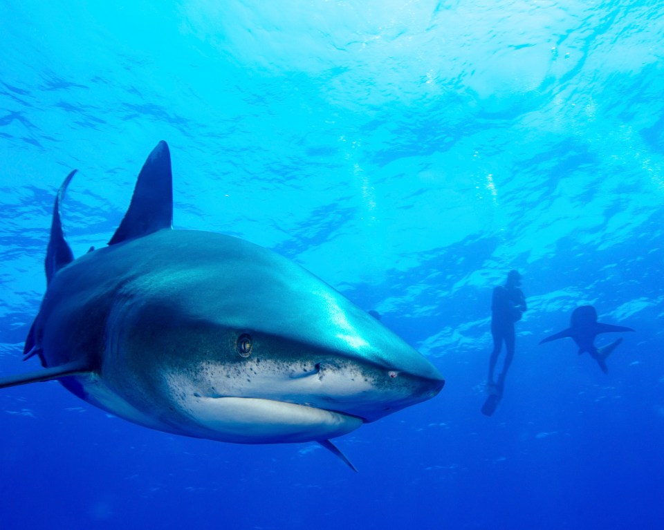 Climate change could result in more sharks in UK waters. 