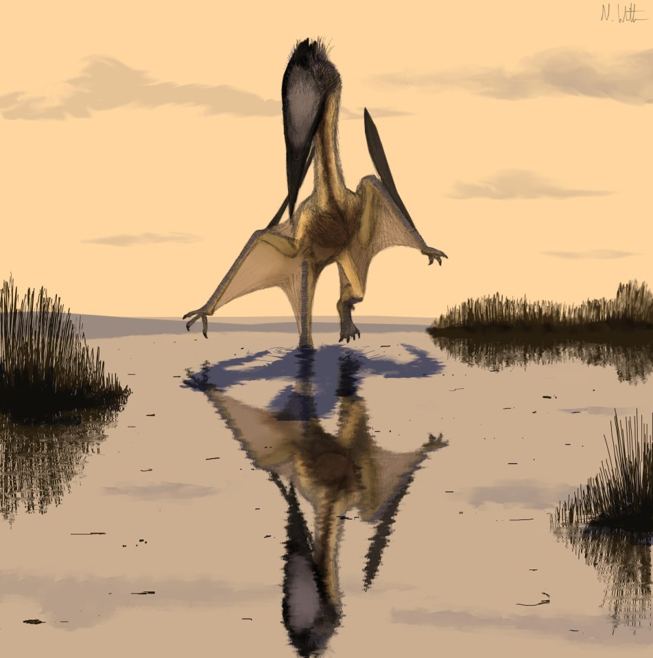 Newly discovered fossils suggest giant flying Pterosaurs had two ­stomachs — one for digesting food and the other for collecting inedible bones and scales