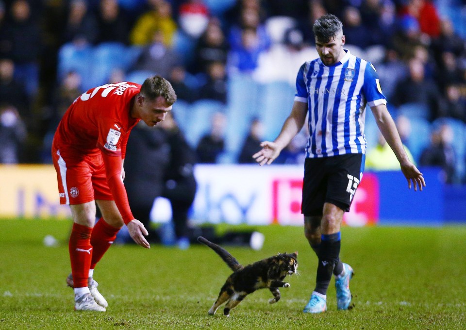 Jason Kerr and Callum Paterson eventually managed to corner the cat