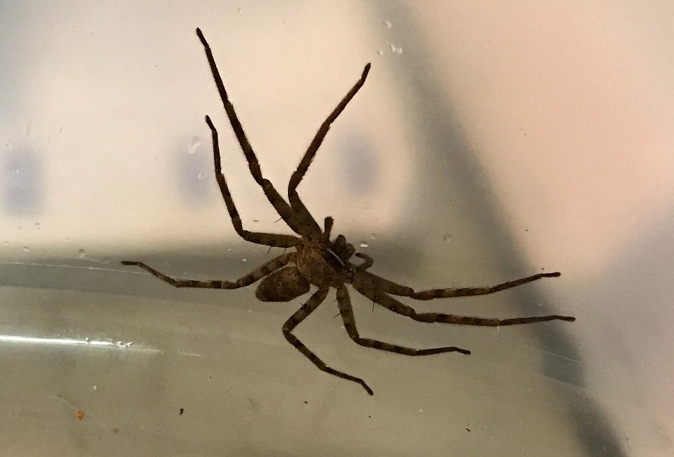 This venomous huntsman spider was spotted hiding in a shipping container in Hull by terrified dock workers