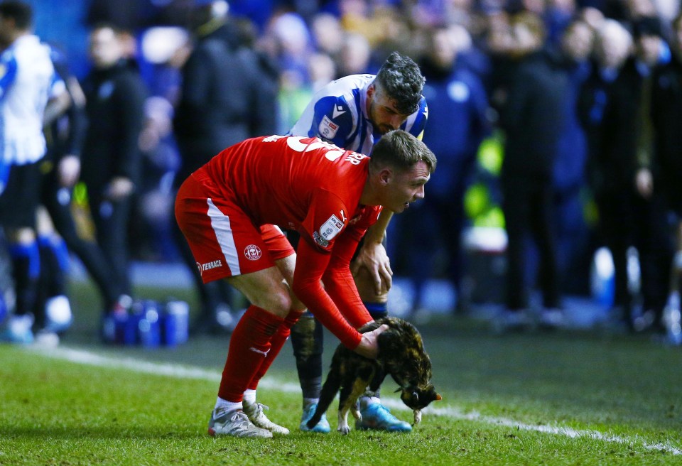 Kerr then picked up the cat before delivering it to safety and waving farewell