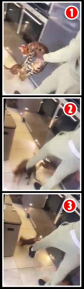 Horrifying sight . . . footage begins with West Ham star Zouma dropping the cat and booting it across the kitchen floor, before the petrified puss scrambles away