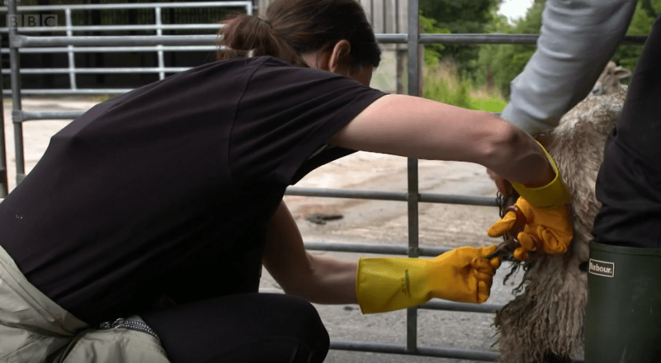 The couple were trying to clean up their ram, Daniel, after he was covered in his own poo a day before he was due to be at Ashbourne Show