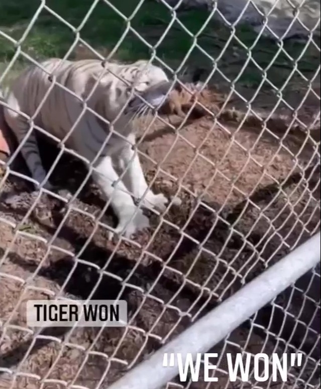 Chilwell was seen grinning with three pals during their tussle with the caged beast at a theme park