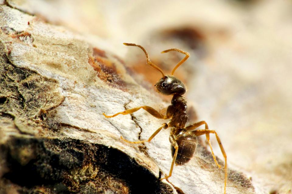 Cleaning fans have revealed a very cheap way to get rid of ants in your garden - and it costs just £1