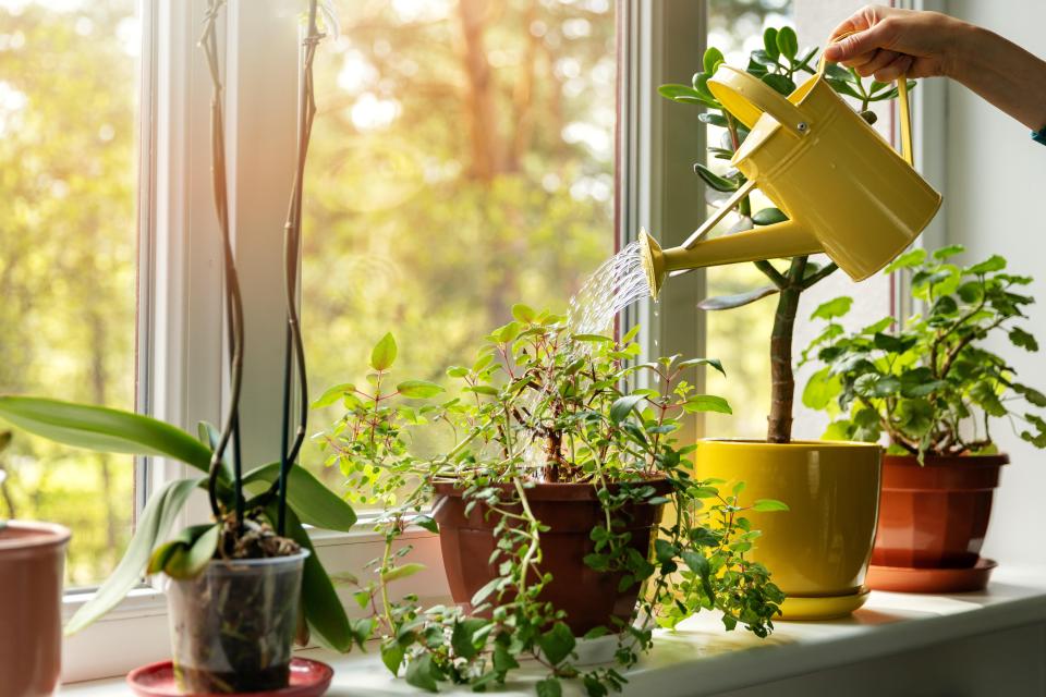 Some of the best air purifying plants are also some of the easiest to keep alive