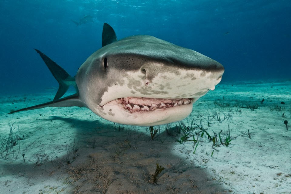 The tourist was attacked by an eight-foot tiger shark