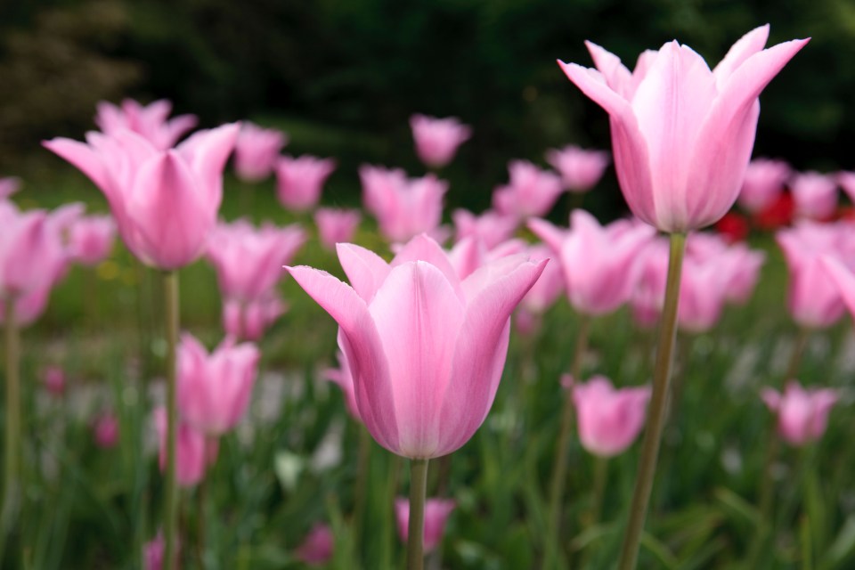 Flowers can last so much longer with the clever trick