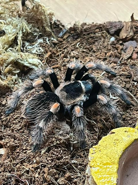 They all have their own enclosure in his spare room