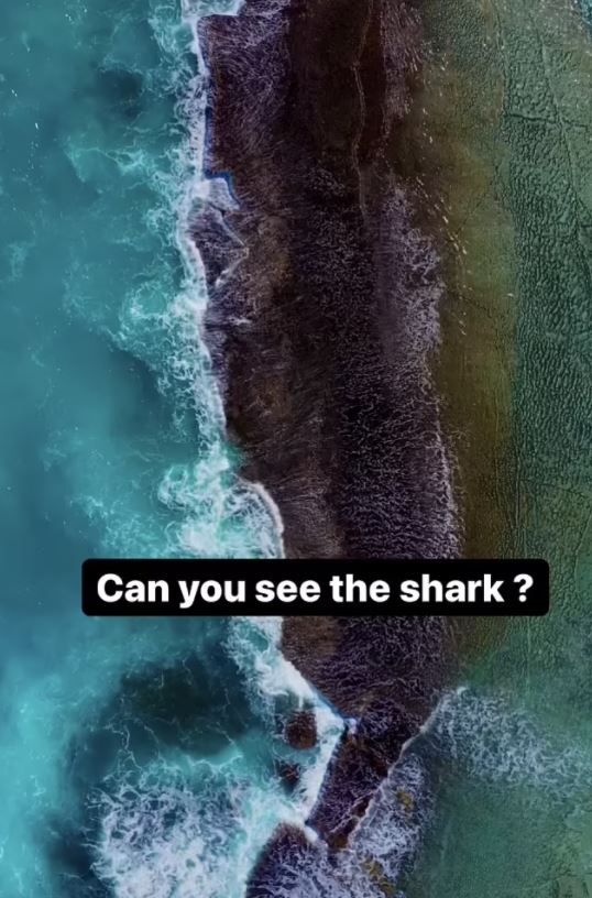 Social media users have struggled to spot the shark in the clip