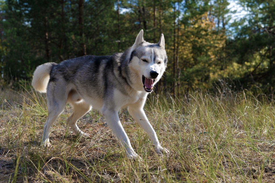 The baby was said to have been attacked by a husky (stock image)