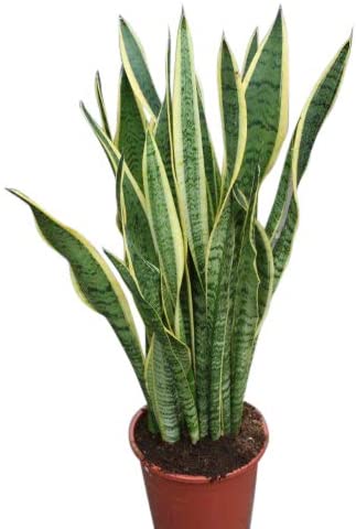 Snake plants are practically indestructible