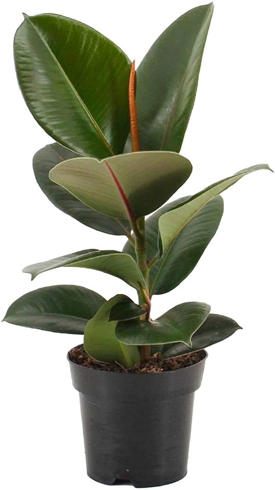 Rubber plants are also toxic if ingested so best to avoid around pets and children