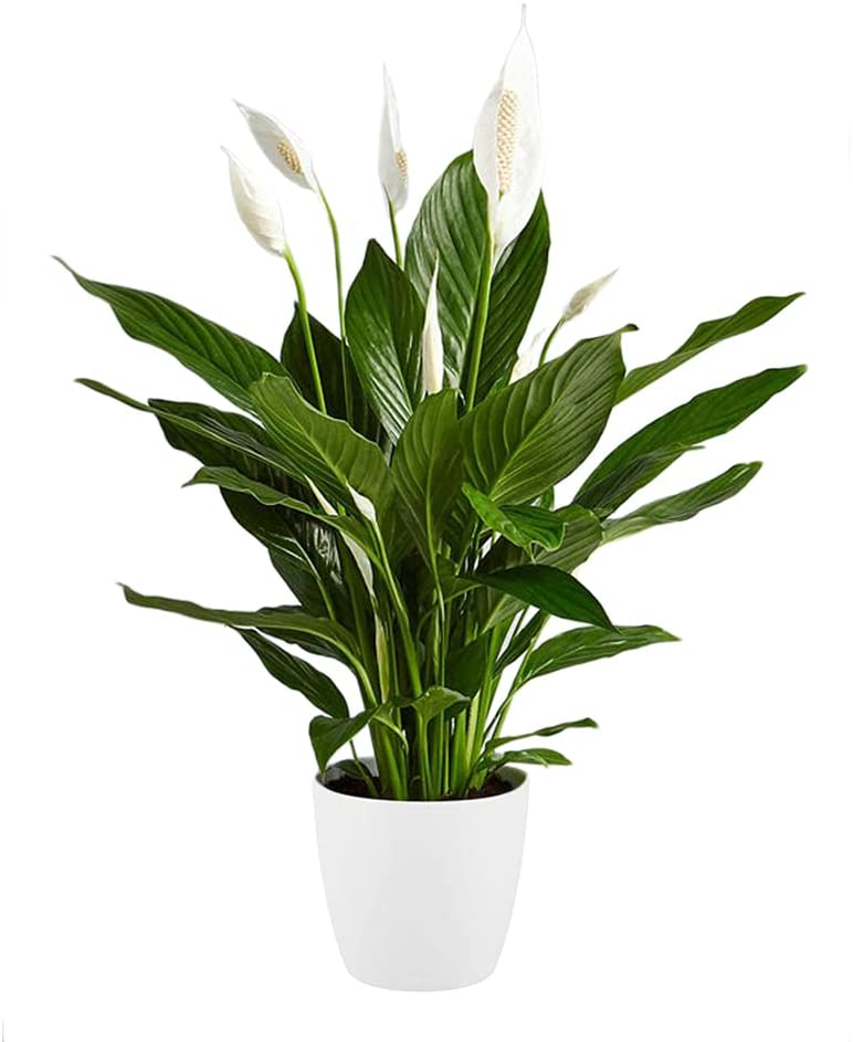 Peace Lilies can also be toxic when ingested, but great for soaking up mould