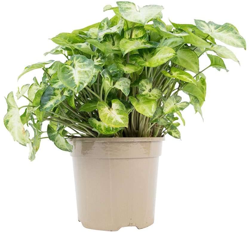 Nasa found that some indoor plants can reduce toxins in the air by 87%