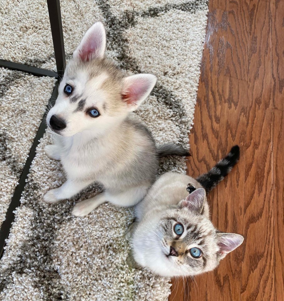 These two look almost identical and even blend in with the carpet