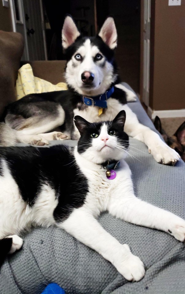 This cat and dog are so such good friend they're starting to resemble each other