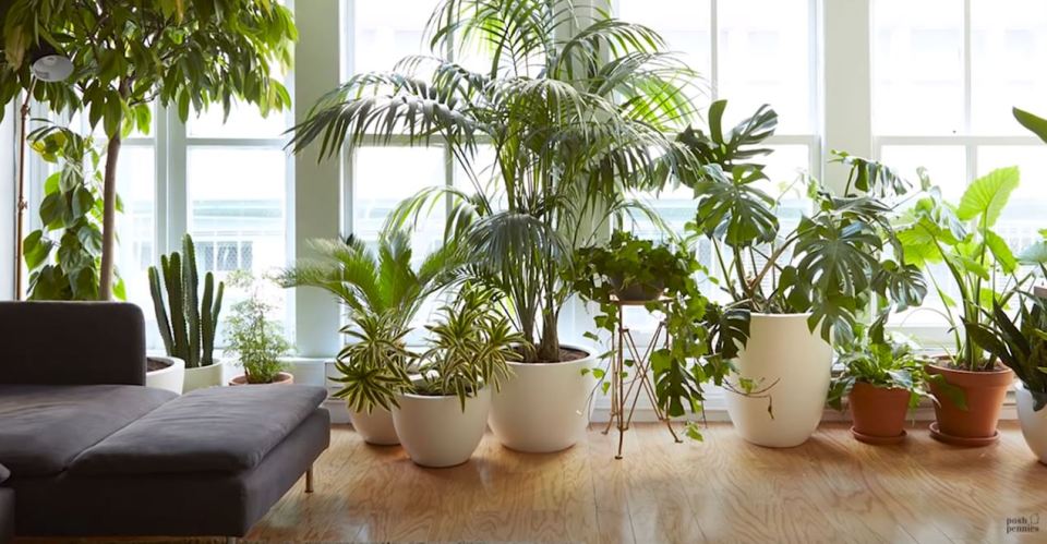 Bringing nature into your home has been proven to help elevate your mood