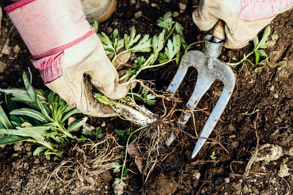 The secret weed killer is probably already sitting in your kitchen cupboard