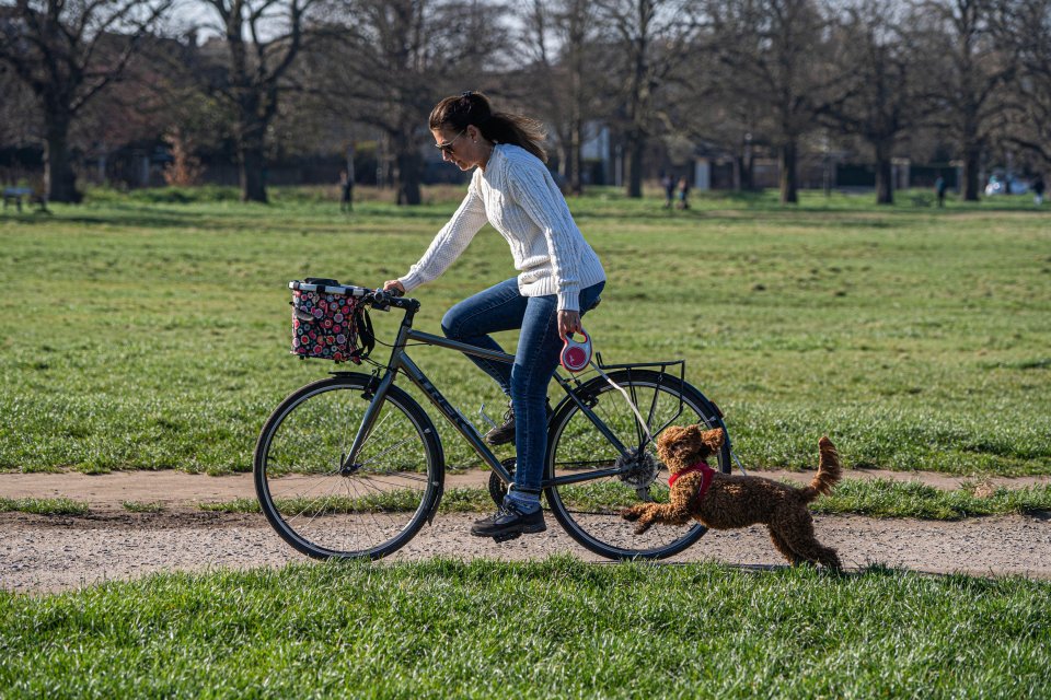 A woman cycling with her dog on a bright morning on Wimbledon Common