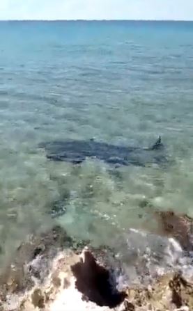 The shark was filmed in the aftermath