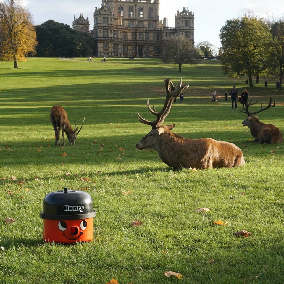 Henry popped up at the deer park at Wollaton Hall near Nottingham