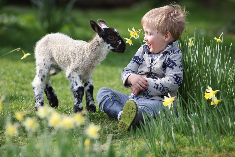 Jack Peacock, three, made friends with a newborn lamb at Coombes Farm in Lancing, Sussex