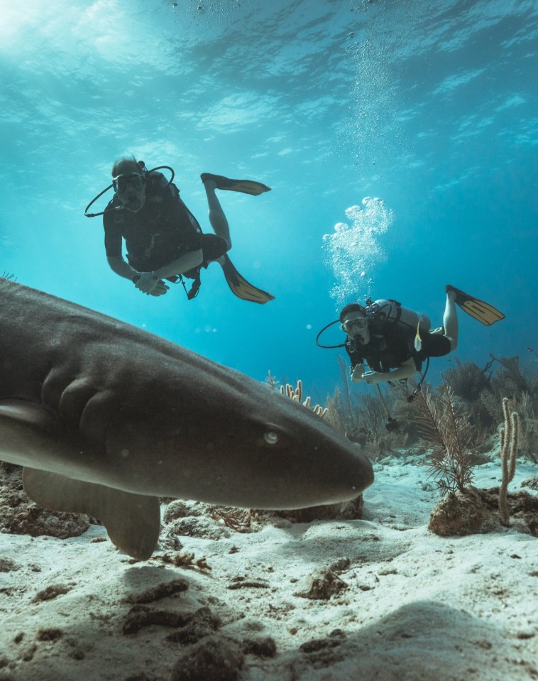 Kate and Wills went scuba-diving on their Caribbean tour