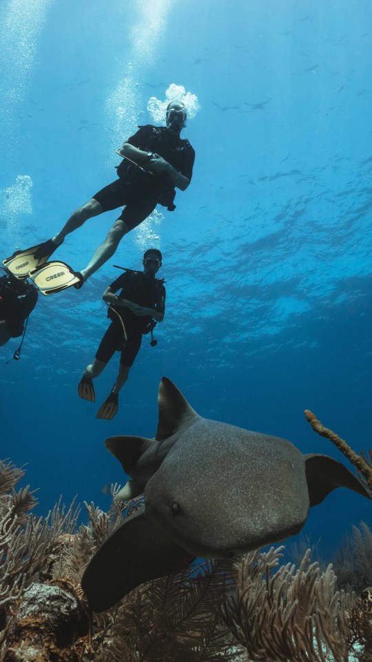 The couple described the diving experience as a 'privilege'