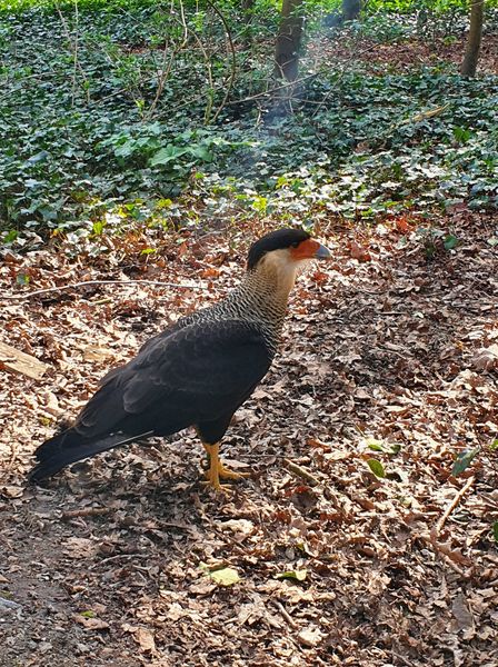 Jester is still on the run eight days after escaping from London Zoo