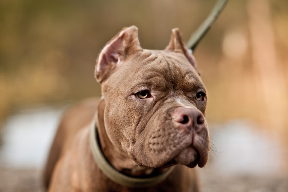 Police confirmed that 17-month-old was mauled to death by an American Bully XL