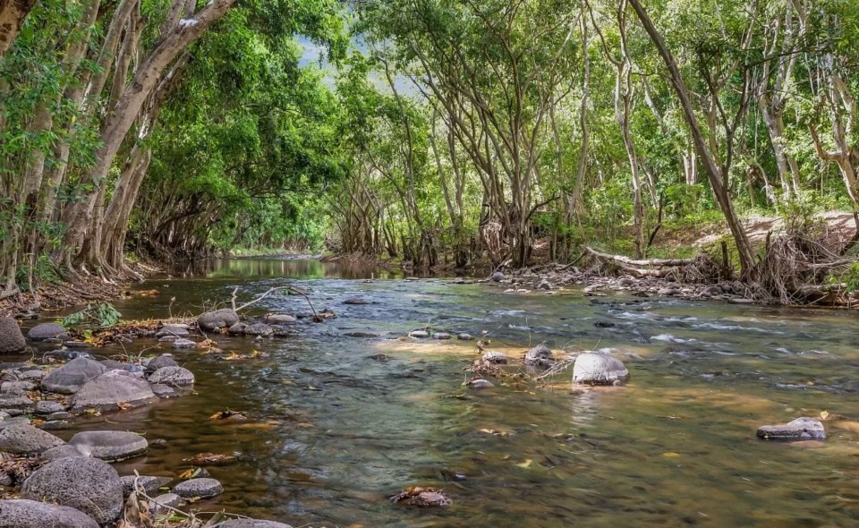 Beautiful rivers are nearby in the lush green forests