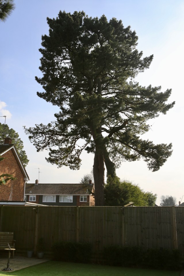 Residents say dangerous branches and cones keep falling down on them