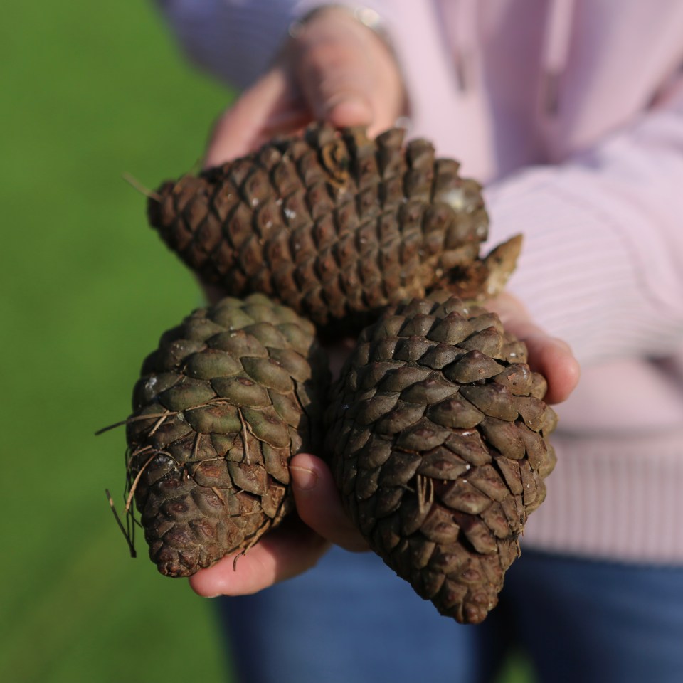 Residents say the pine cones are "like grenades" which could injure kids if they hit them