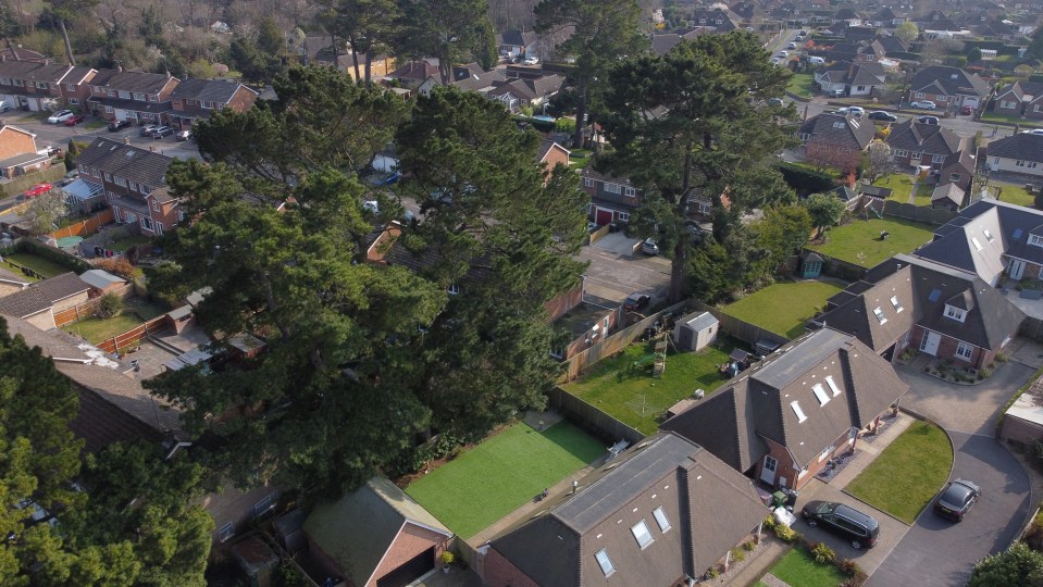 A neighbourhood is terrified a set of trees could fall