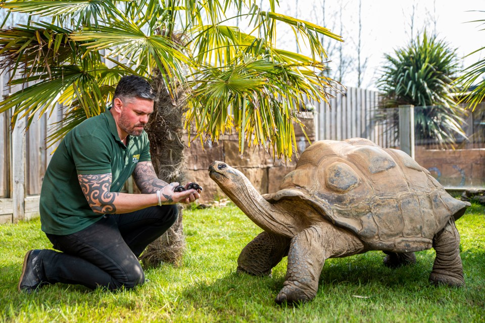 Dirk the giant Galapagos tortoise has become a father for the first time — at the age of 70