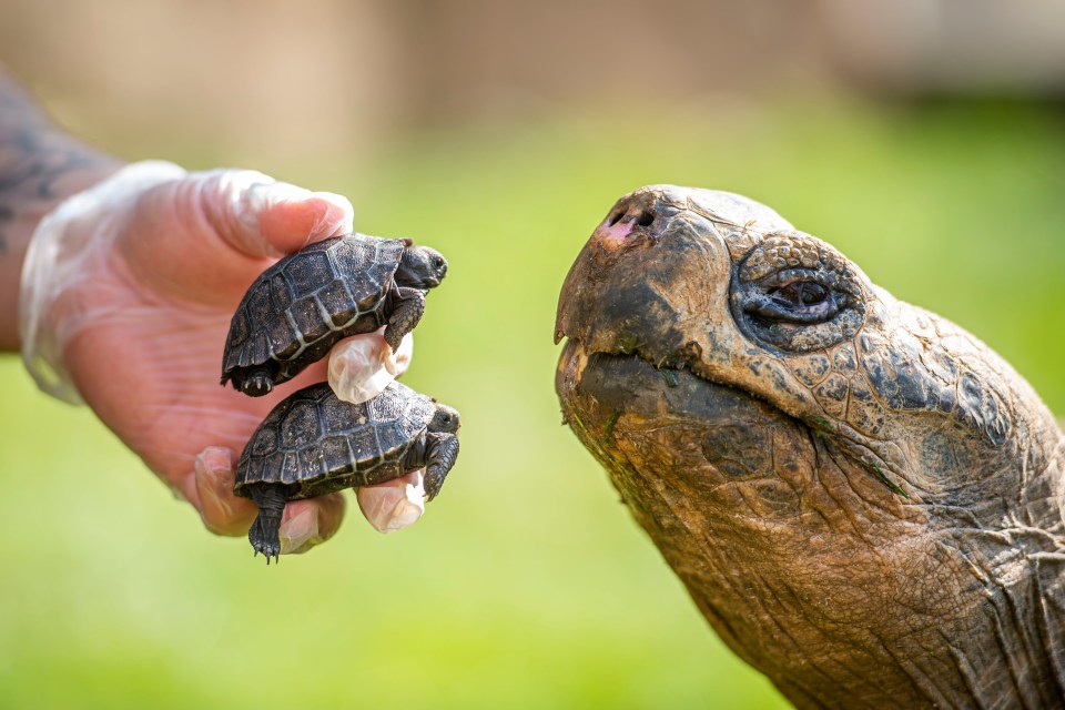 The zoo’s babies, thought to be female, are currently the size of tennis balls and tip the scales at just three ounces each but they could grow to be 30st