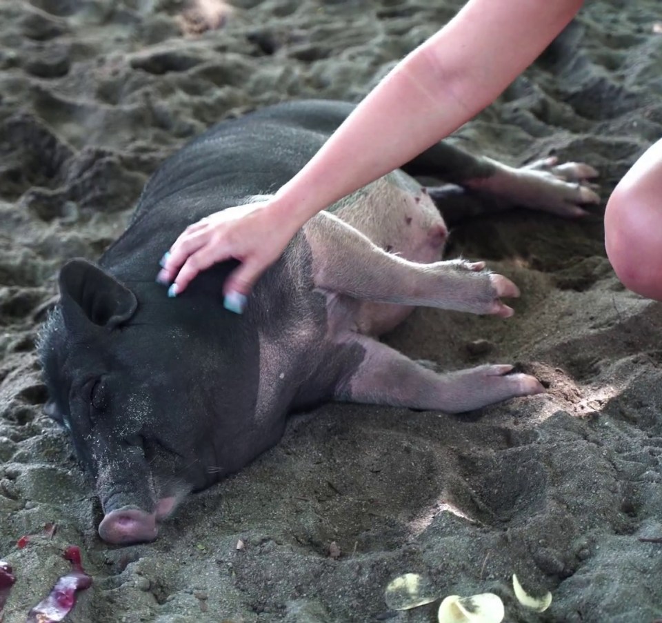 The sandy beaches of the island are home to several pigs