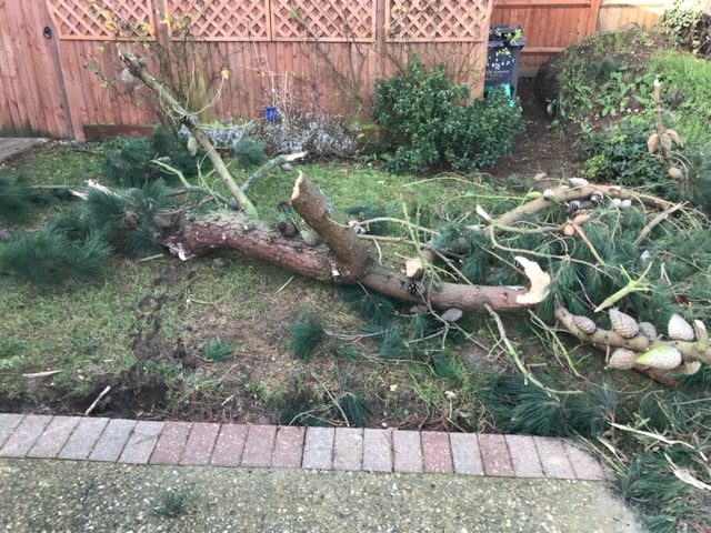 A branch in another neighbour's garden which came down in last month's 122mph storm