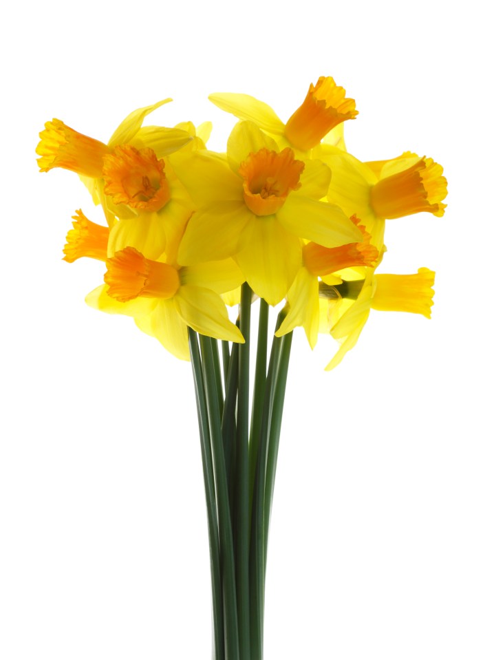 A council in Cornwall has cancelled daffodils — in case people EAT them