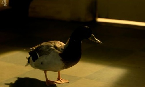 A scene showing a duck seducing a woman sent shivers down the spines of viewers