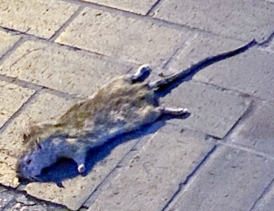 A dead rat was found on the estate this morning