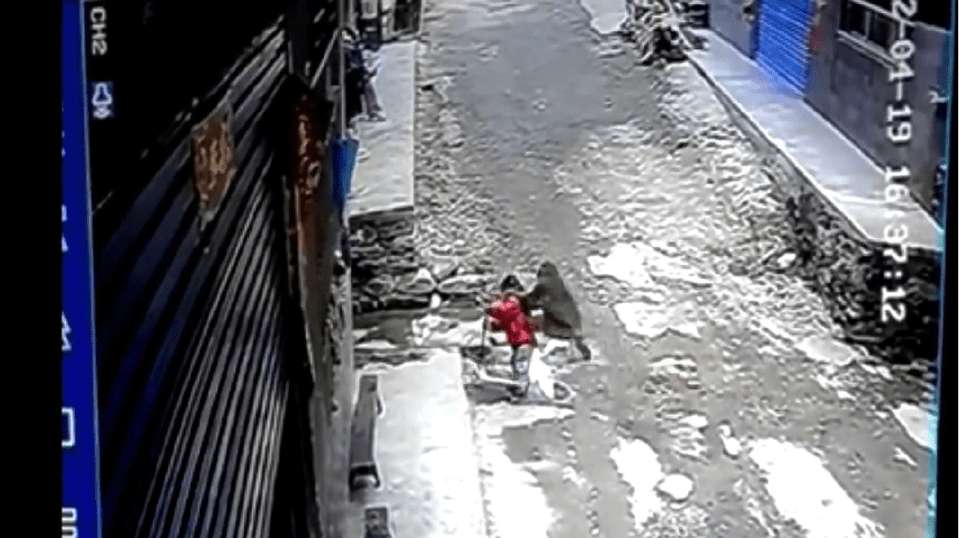 Video shows the moment the monkey jumped the toddler