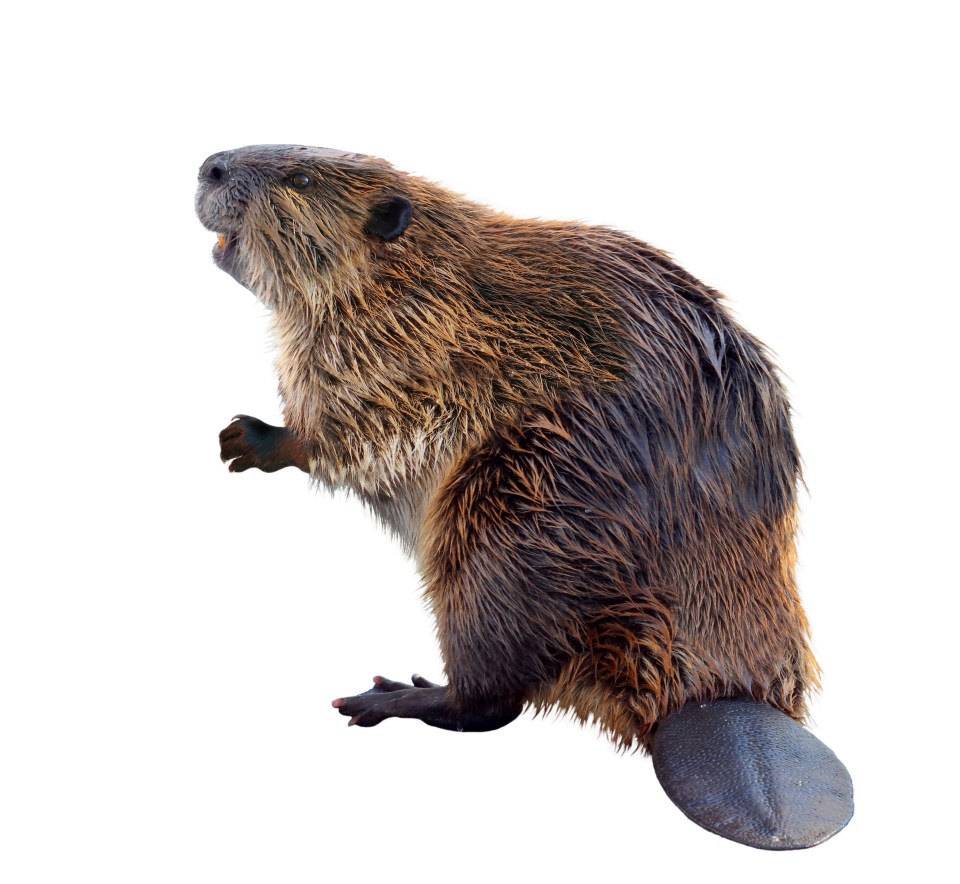 It is International Beaver Day today