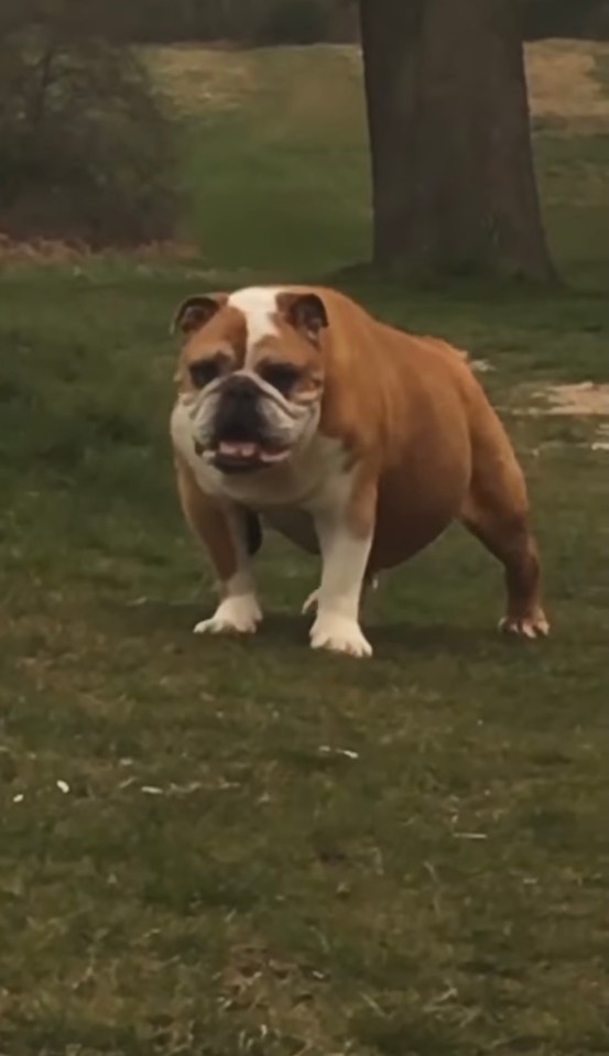 Danniella's sweet bulldog Bruno accompanied her on a walk two days ago